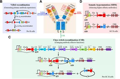 DNA Damage Response and Repair in Adaptive Immunity